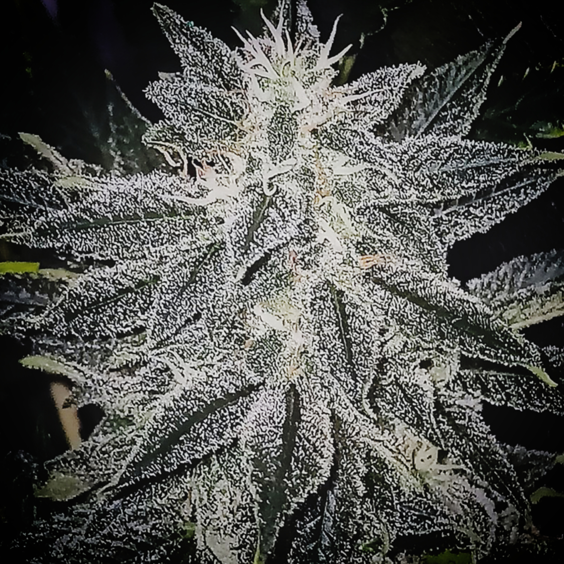 Lemon Bubblegum Bubble Line regular cannabis seeds Original Age