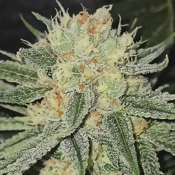 Mandela Kush - Regulären Cannabissamen - Legacy Line