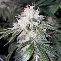 Veteran Sativa - Semillas de marihuana regulares - Legacy Line