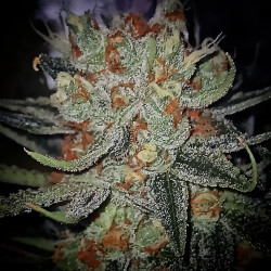 Mandela Kush - Regular Cannabis Seeds - Legacy Line