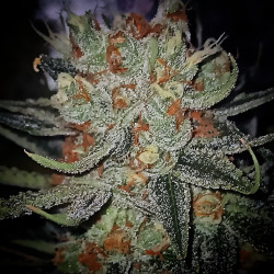 Mandela Kush - Semillas de marihuana regulares - Legacy Line