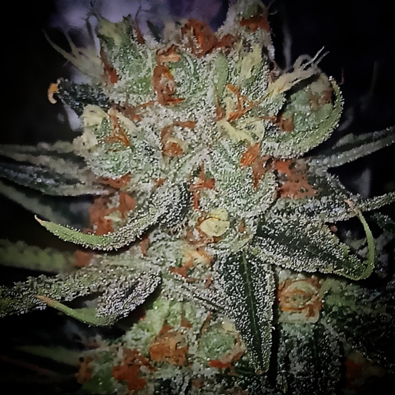 Mandela Kush - Semi di cannabis regolari - Legacy Line