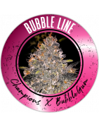 Bubble Line Regulären Cannabissamen - REGULAR SEED'S