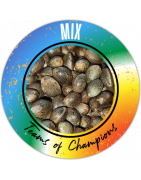 Mix de smi dei cannabis regolari - REGULAR SEED'S