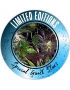 Limited edition graines de cannabis régulières - REGULAR SEED'S