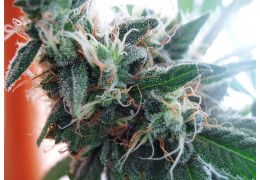 White widow (proven male)