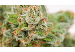 Cannalope Haze x Jack Herrer