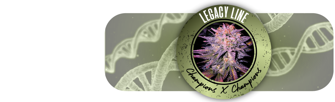 Buy Regular Cannabis Seeds - REGULAR SEED'S - French Legacy